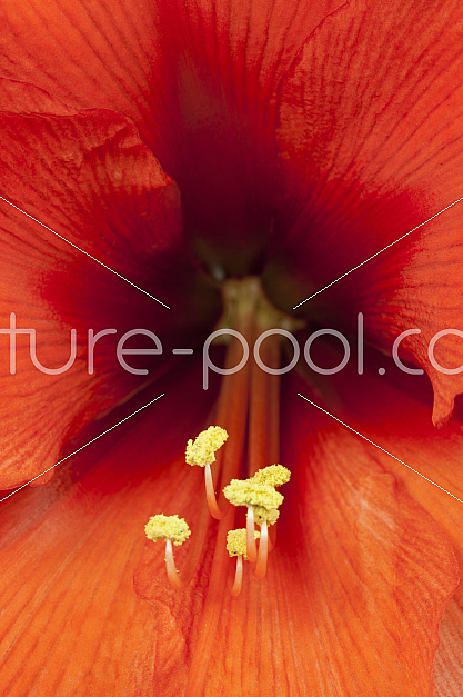 Amaryllis Amaryllidaceae (Amaryllisgewächse)