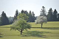 Wiese mit Bäumen 