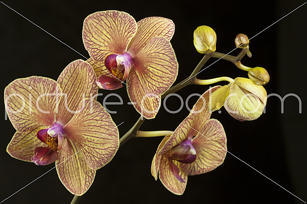 Orchidee, Phalaenopsis