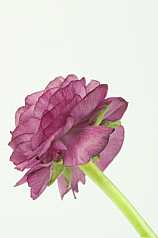 Ranunkel (Ranunculus asiaticus) Ranunculaceae (Hahnenfußgewächse)