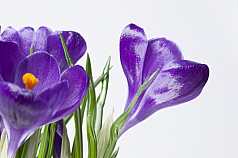 violette Krokusse (Crocus) Schwertliliengewächs (Iridaceae)
