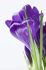 violette Krokusse (Crocus) Schwertliliengewächs (Iridaceae)