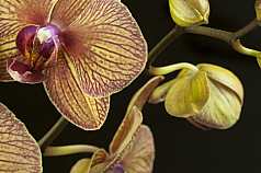 Orchidee, Phalaenopsis