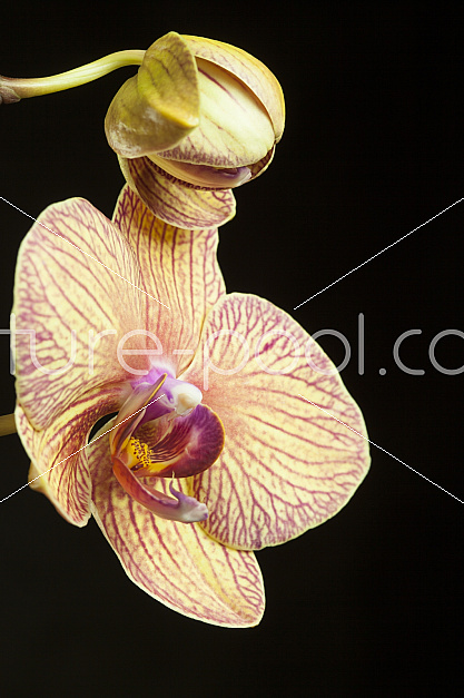 Orchidee, Phalaenopsis