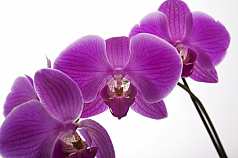 Orchidee vor weißem Hintergrund