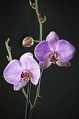 Orchidee vor schwarzem Hintergrund