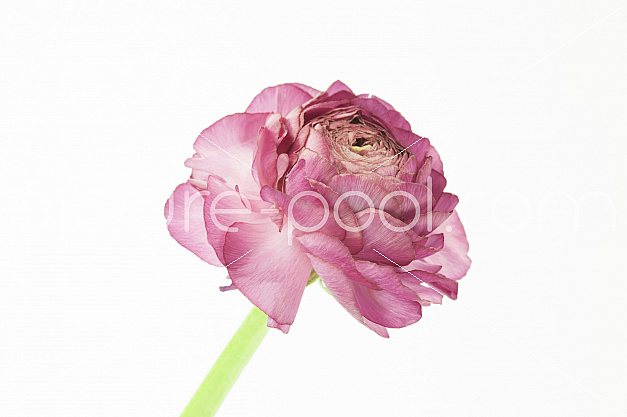 Ranunkel (Ranunculus asiaticus) Ranunculaceae (Hahnenfußgewächse)