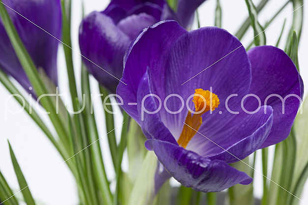 violette Krokusse (Crocus) Schwertliliengewächs (Iridaceae)