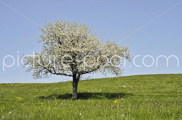 Wiese mit blühendem Baum 