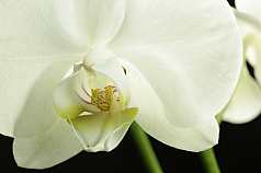 weiße Orchidee, Phalaenopsis