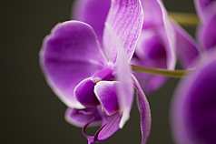 Orchidee vor dunklem Hintergrund