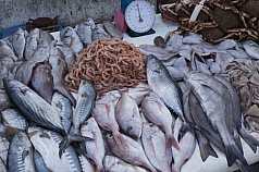 Fischverkauf in einem marokkanischen Hafen