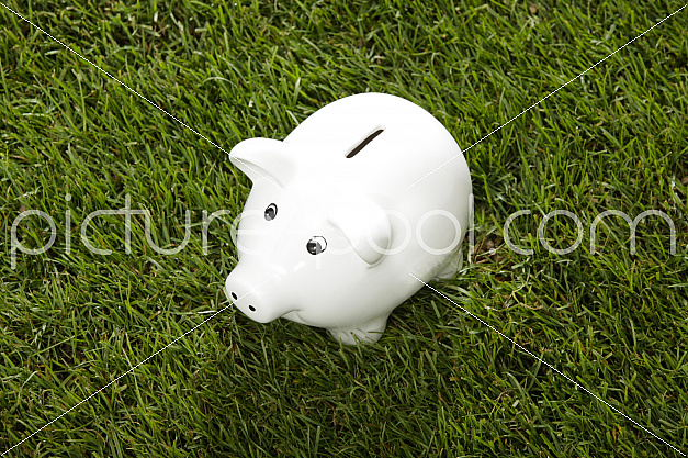 Sparschwein im Gras, schraeg