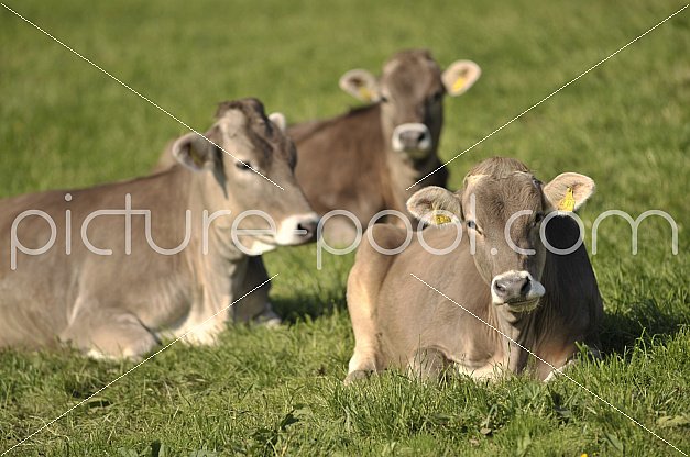 Kühe liegen auf Wiese 