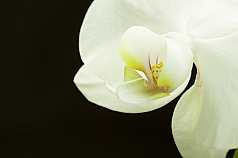 weiße Orchidee, Phalaenopsis
