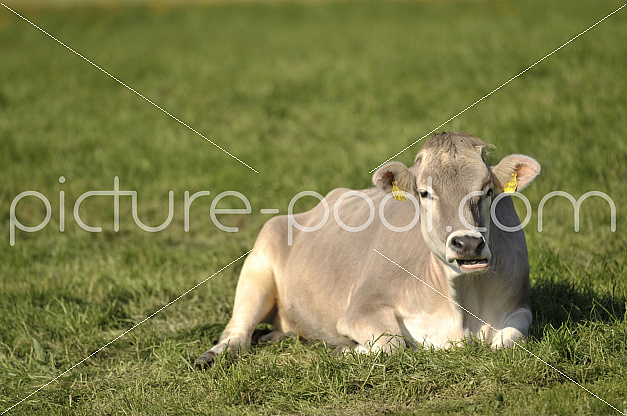 Kuh liegt im Gras 