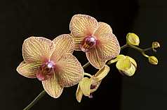 Orchidee, Phalaenopsis